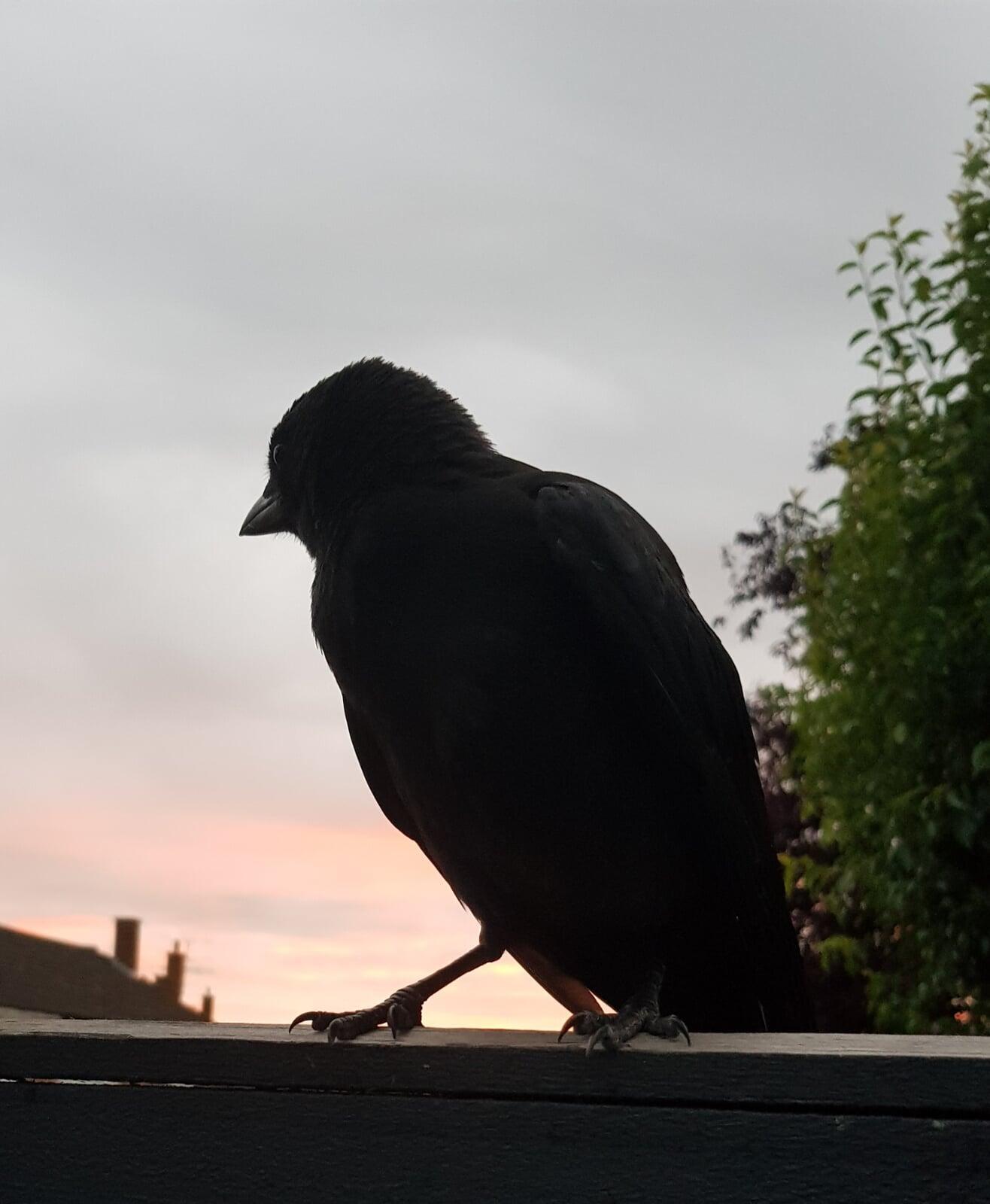 Birds like to nest in chimneys by filling it with twigs