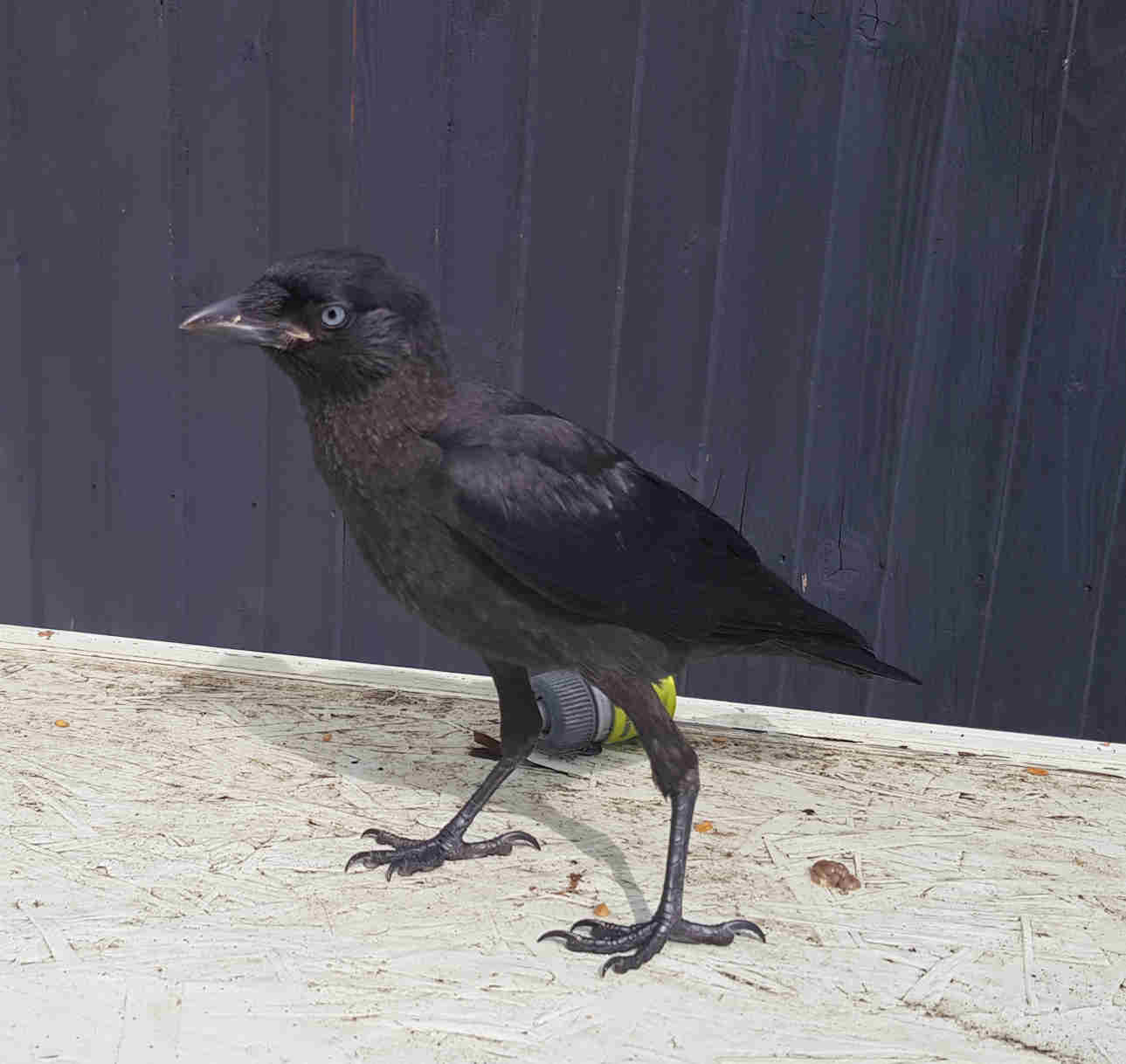 Birds like to nest in chimneys by filling it with twigs