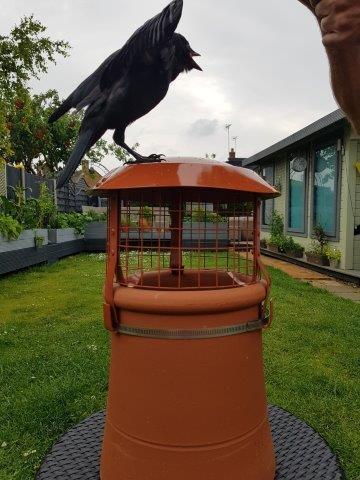 Bird Guard stops Jackdaw